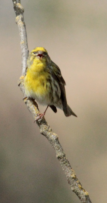 Gafarró (Serinus serinus)