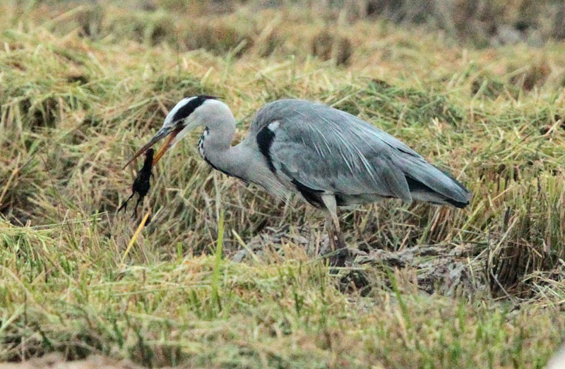 Bernat pescaire. Cruspint-sen un pollet de polla d’aigua.