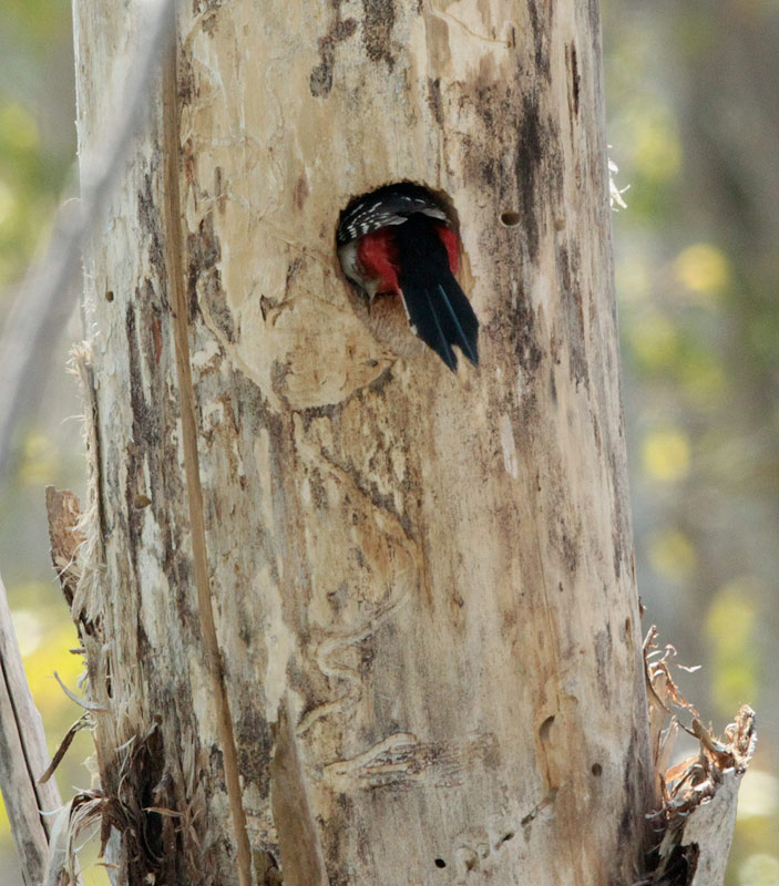 Picot garser gros (Dendrocopos major)