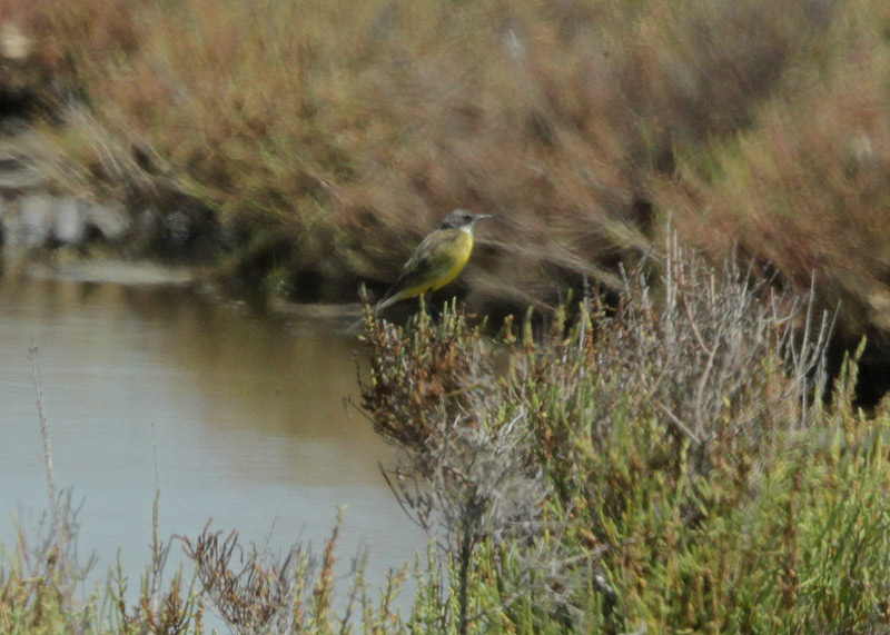 Cuereta torrentera (Motacilla cinerea)