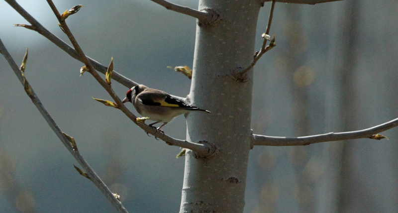 Cadernera (Carduelis carduelis)