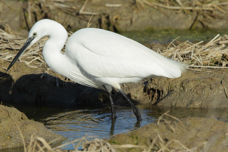 Martinet blanc.