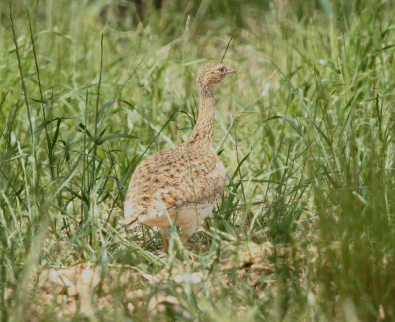 Sisó femella.