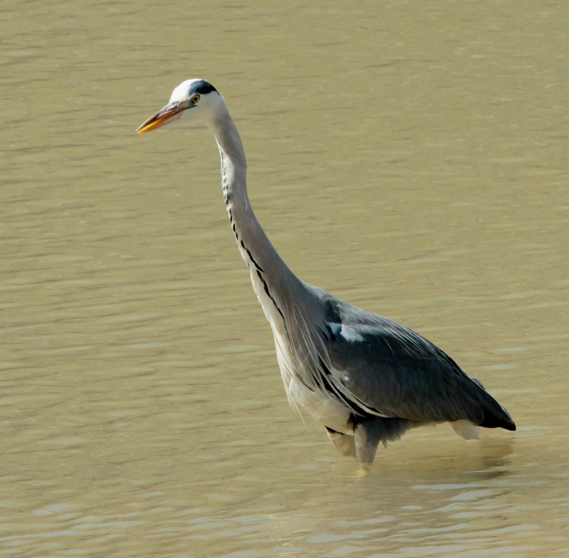 Bernat pescaire  (Ardea cinerea) Ardeidae