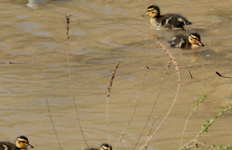 Pollets d'ànec collverd  (Anas platyrhynchos)