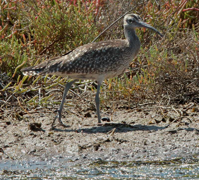 Pòlit cantaire (Numenius phaeopus)