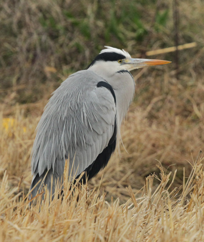 Bernat pescaire.