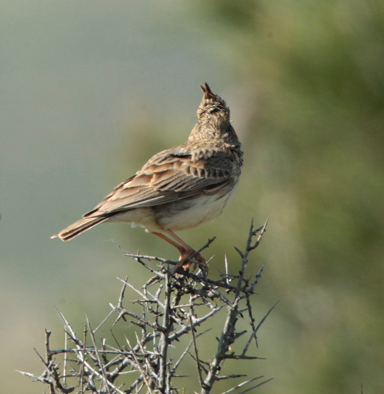 Cogullada vulgar