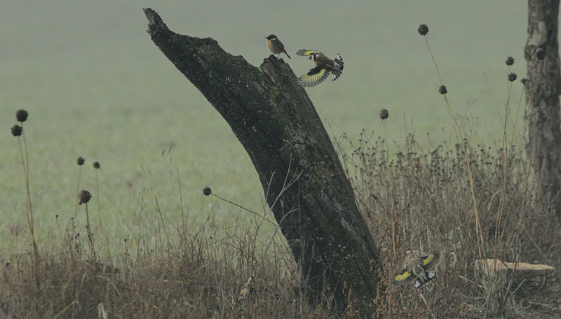 Bitxac comú (Saxicola torquata)+ Cadernera (Carduelis carduelis)