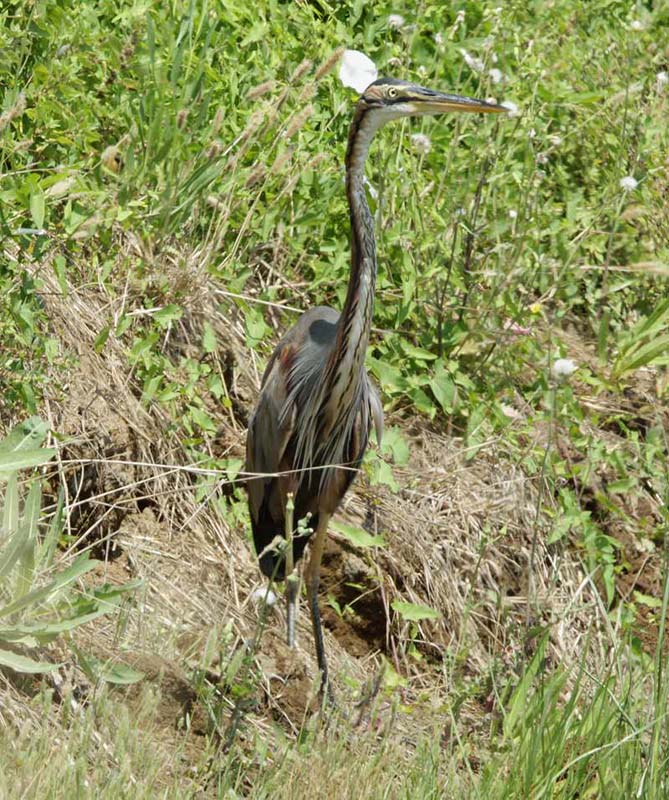 Agró roig (Ardea purpurea).