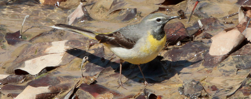 Cuereta torrentera (Motacilla cinerea)