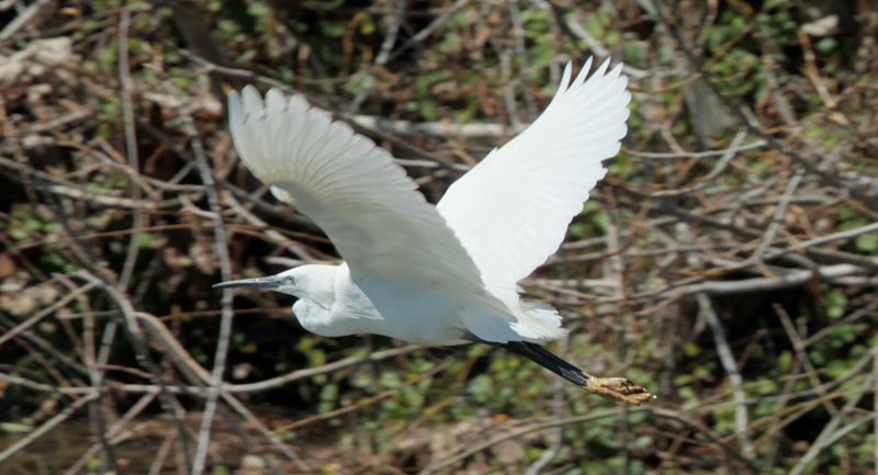 Martinet blanc (Egretta garzetta)