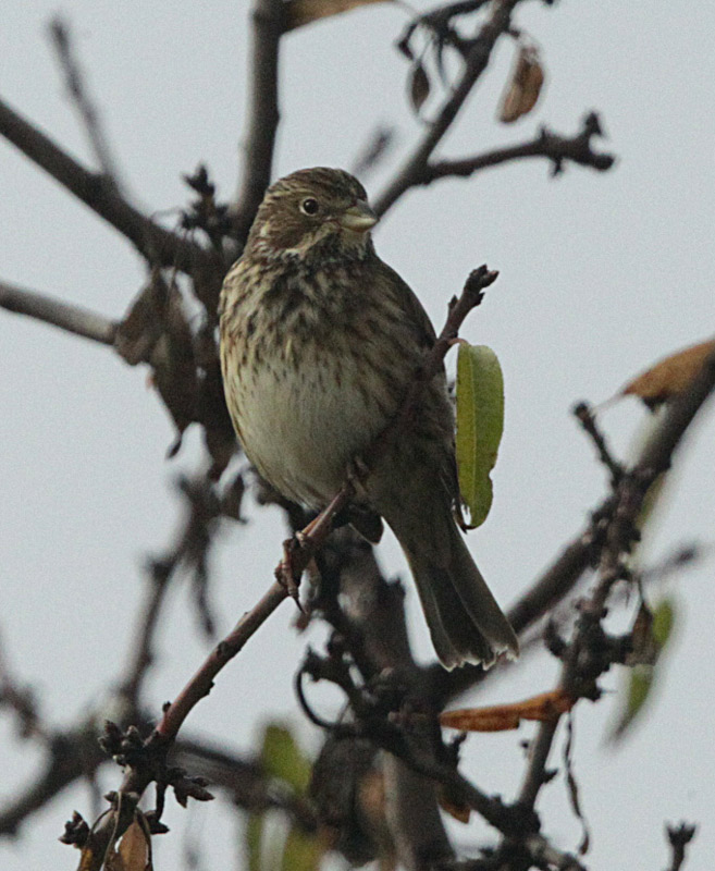 Cruixidell (Emberiza calandra)