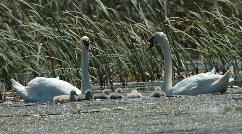 Cigne mut amb sis pollets.