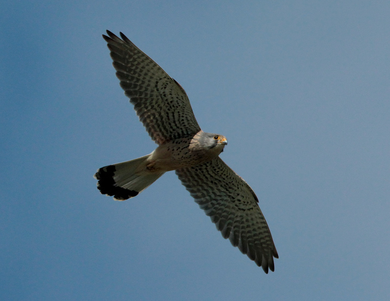 Xoriguer comú (Falco tinnunculus)