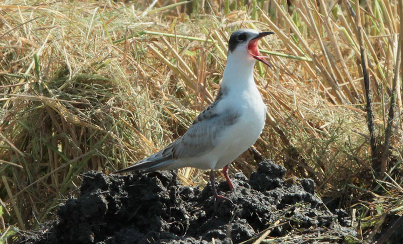 Fumarell carablanc amb plomatge d'hivern (Chlidonias hybridus)