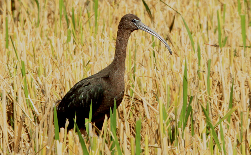 Capó reial (Plegadis falcinellus)