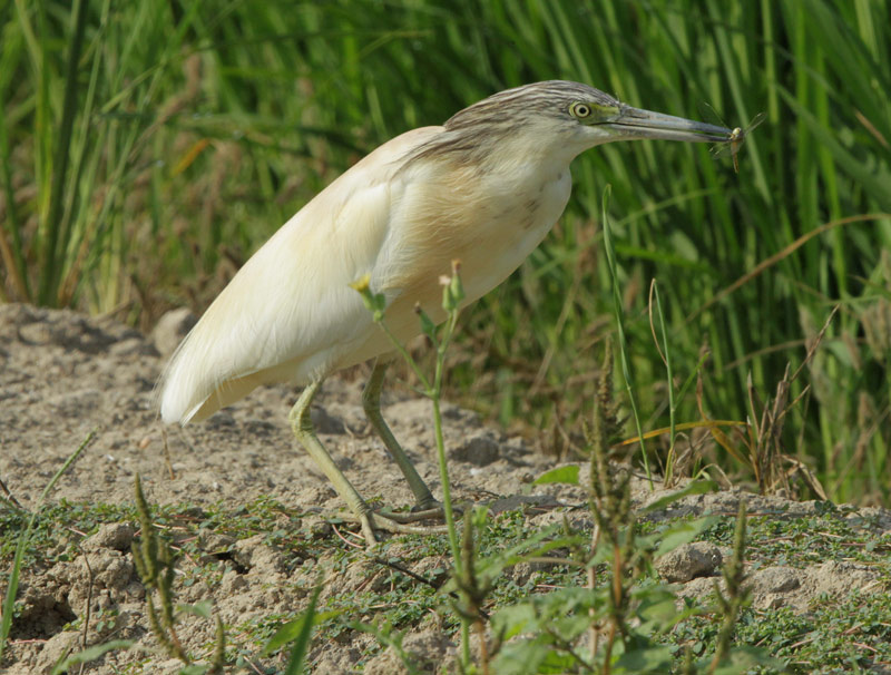 Martinet ros (Ardeola ralloides).