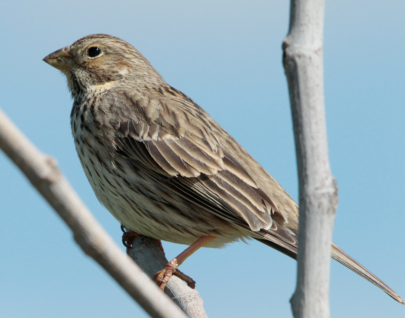 Cruixidell (Emberiza calandra)