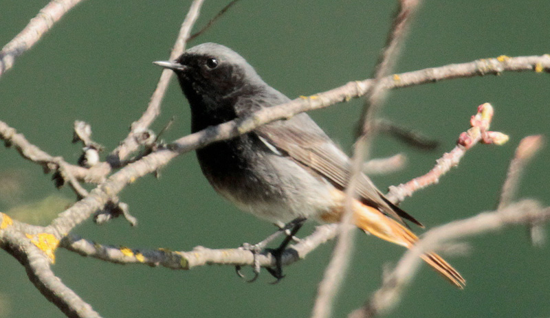 Cotxa fumada (Phoenicurus ochruros) Muscicapidae