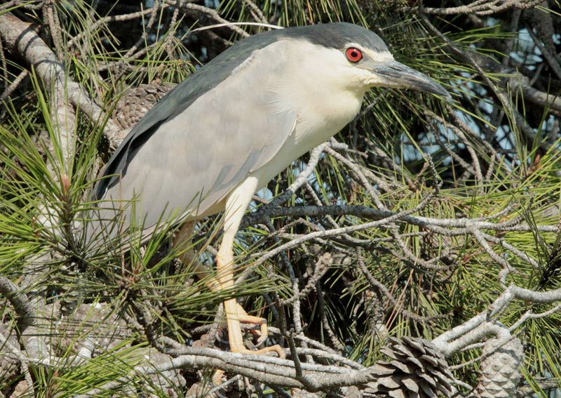 Martinet de nit (Nycticorax nycticorax)