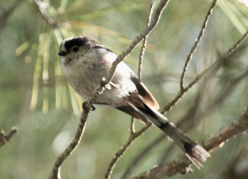 Mallerenga cuallarga (Aegithalos caudatus)