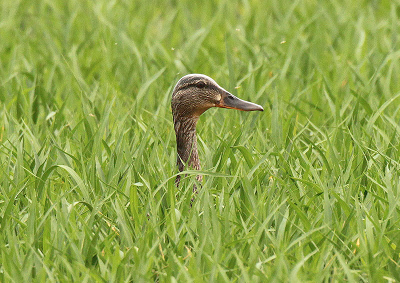 Ànec collverd  femella (Anas platyrhynchos)