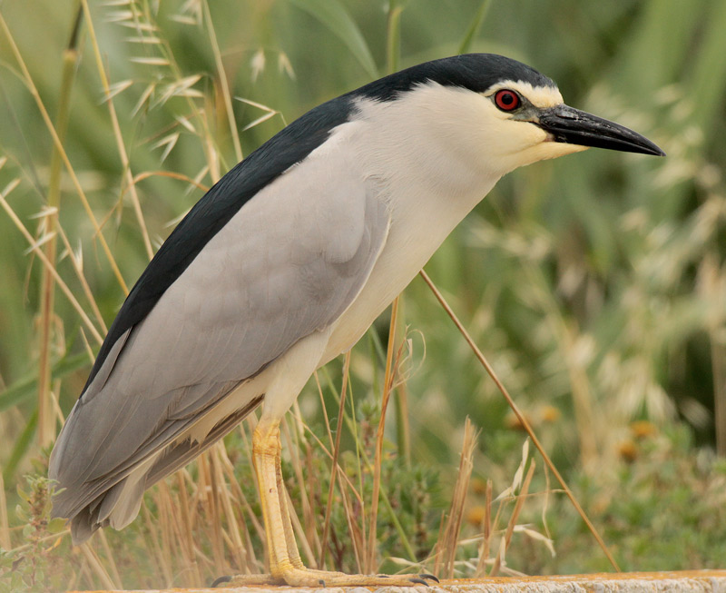 Martinet de nit (Nycticorax nycticorax)