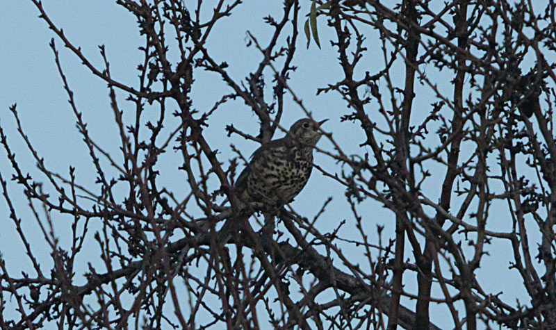 Griva (Turdus viscivorus)