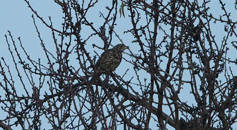 Griva (Turdus viscivorus)  regurgitació