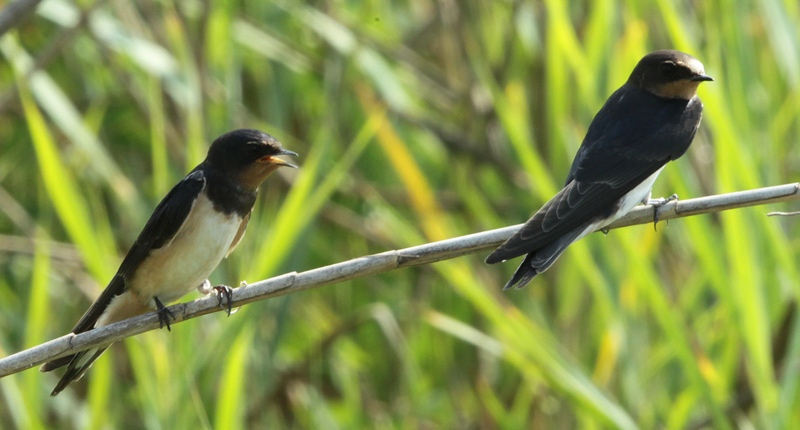 Oreneta vulgar (Hirundo rustica).