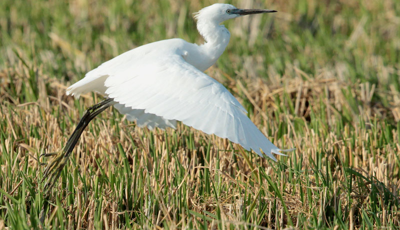 Martinet blanc (Egretta garzetta)