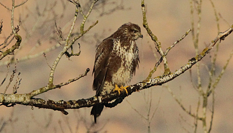 Aligot comú (Buteo buteo)