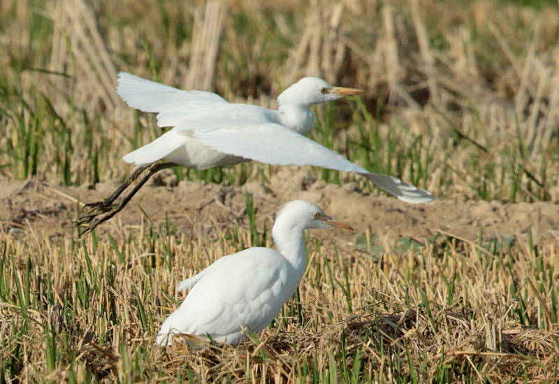Esplugabous (Bubulcus ibis)