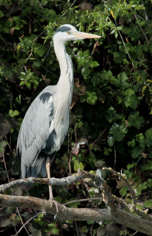 Bernat pescaire  (Ardea cinerea)