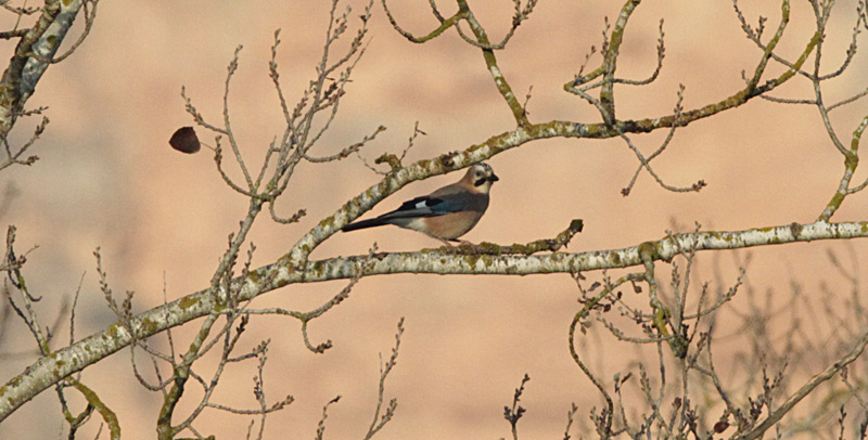 Gaig (Garrulus glandarius)