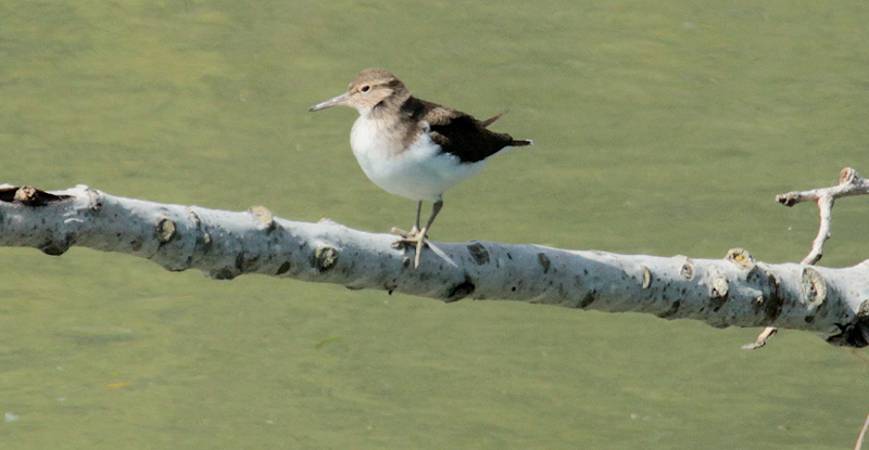 Xivitona vulgar (Actitis hypoleucos)