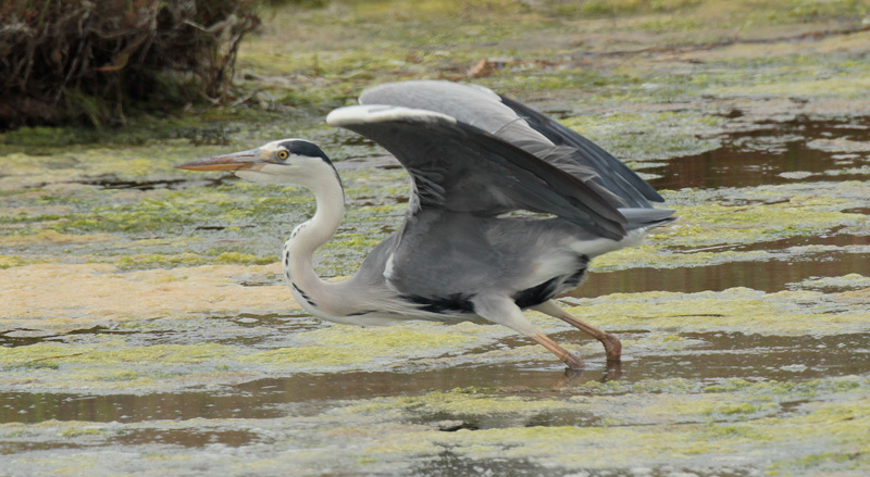 Bernat pescaire (Ardea cinerea)