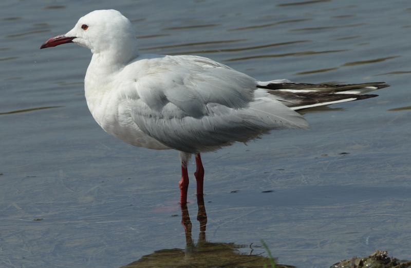 Gavina capblanca (Larus genei).