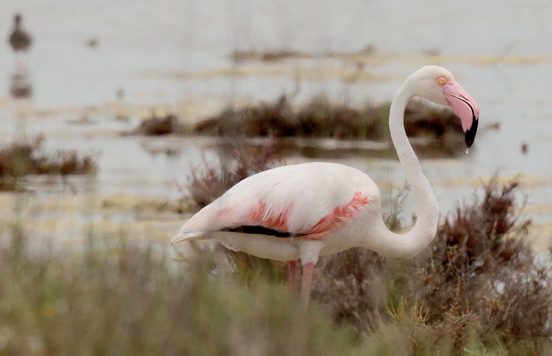 Flamenc rosat (Phoenicopterus roseus)