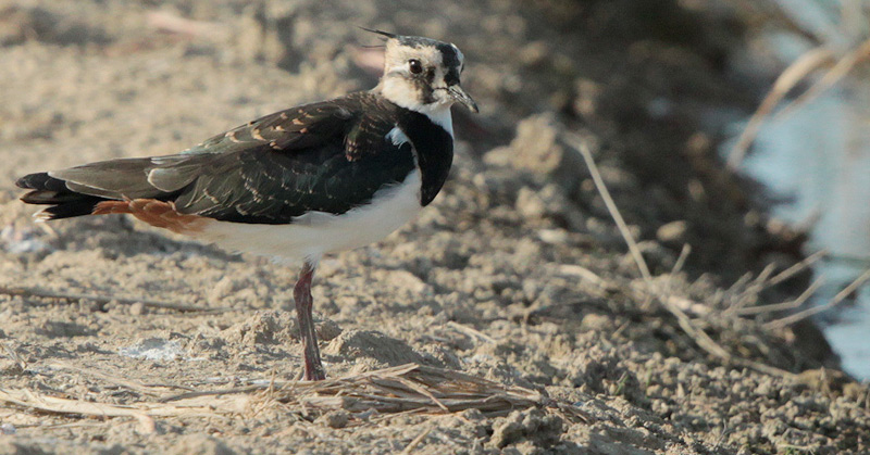 Fredeluga europea (Vanellus vanellus)