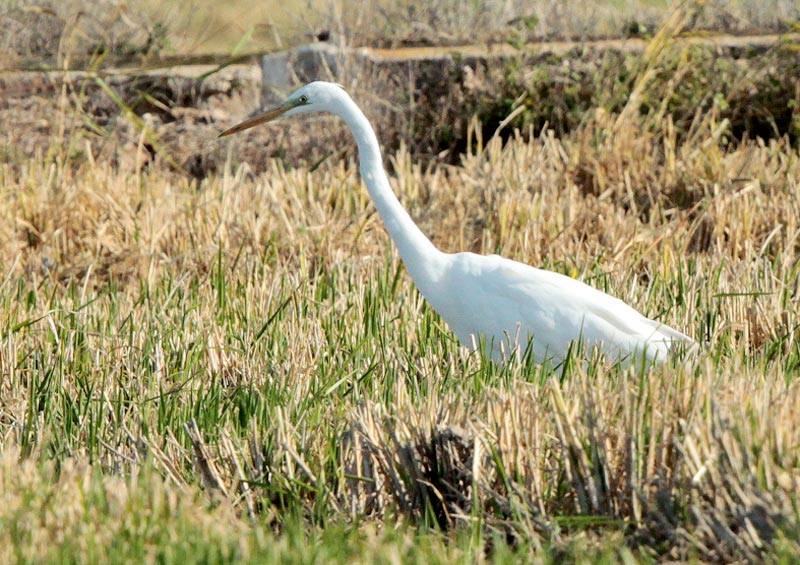 Agró blanc (Ardea alba)