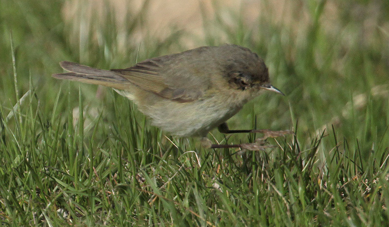 Mosquiter comú (Phylloscopus collybita)