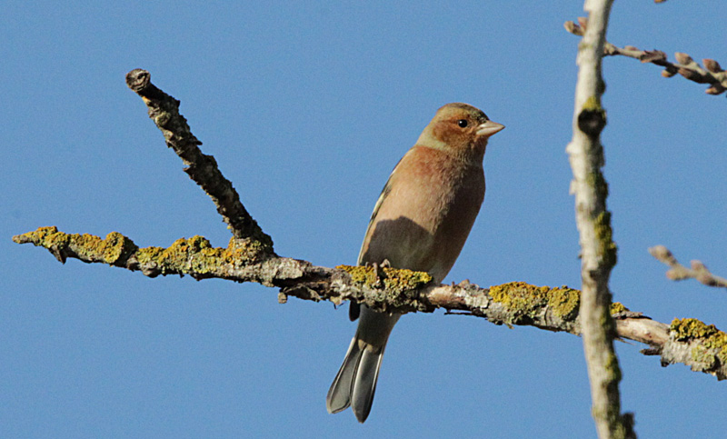 Pinsà comú mascle (Fringilla coelebs)