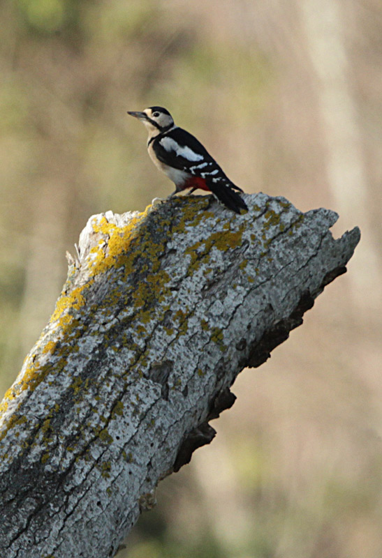 Picot garser gros (Dendrocopos major)