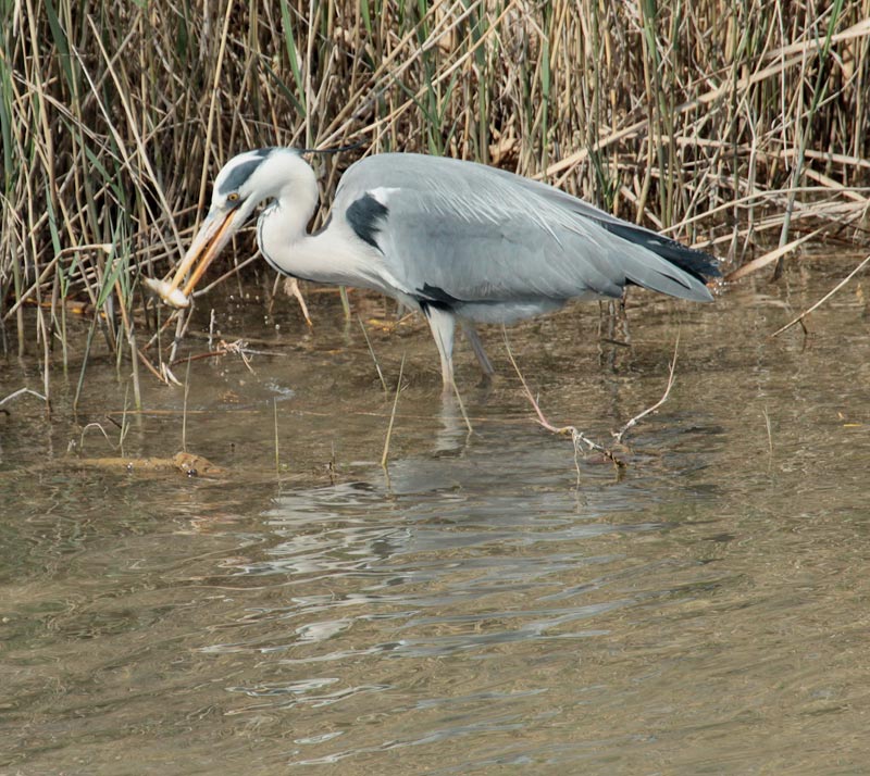 Bernat pescaire  (Ardea cinerea)