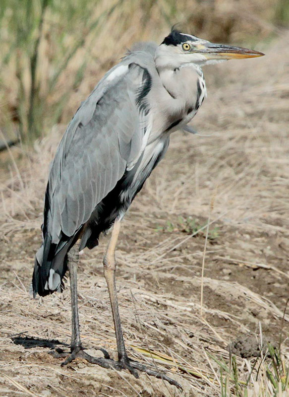 Bernat pescaire (Ardea cinerea)