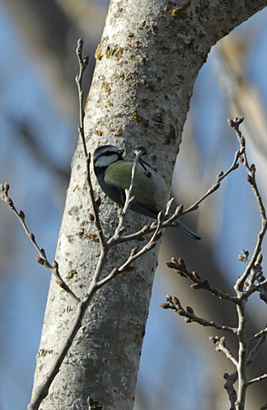 Mallerenga Blava  (Parus caeruleus)