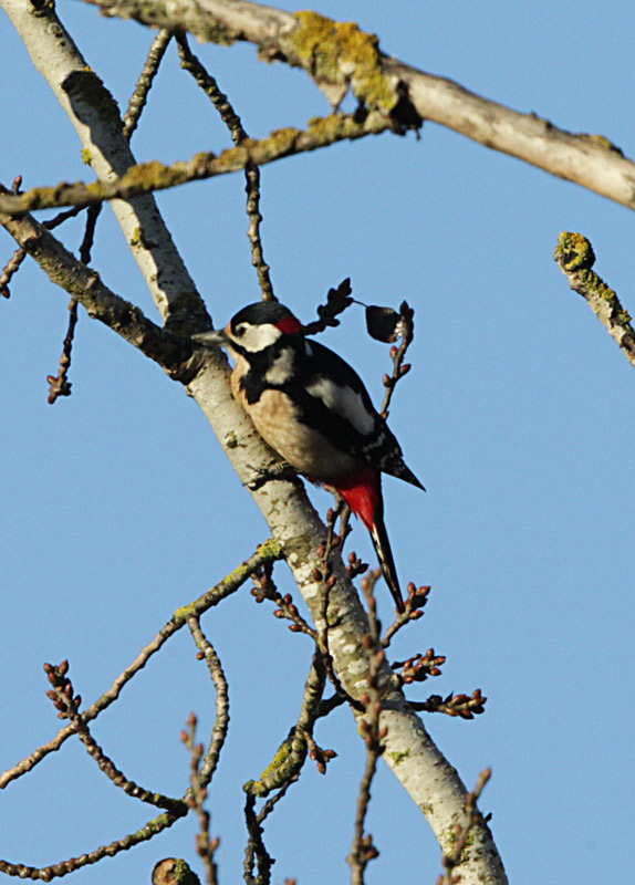 Picot garser gros (Dendrocopos major)