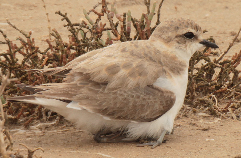 Corriol camanegre (Charadrius alexandrinus). 1/5